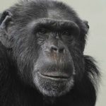 Artificial intelligence – Is a Chimpanzee More Intelligent than a Computer?